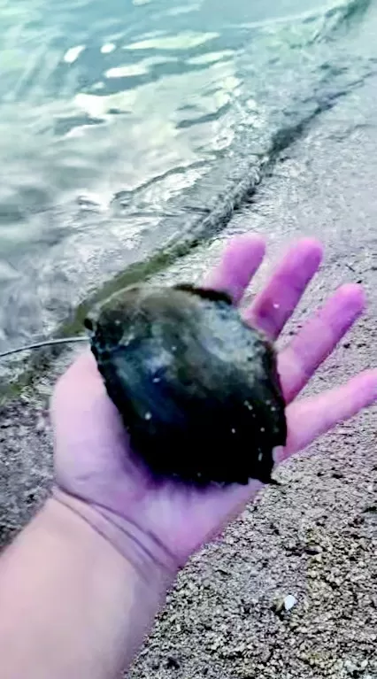 海边捡个“黑疙瘩”还带天线和芯片？  本文转自：半岛晨报 海边捡个“黑疙瘩”还带天线和芯片？ 工作人员：是网红斑海豹“娜娜”的卫星定位器，属自然脱落 在长海县大长山岛海边，游客边先生的小儿子捡到一块神秘的“黑疙瘩”，内部含有电子元件和电池。经网友和科研机构确认，该设备是国家一级保护动物、网红斑海豹“娜娜”身上脱落的卫星定位器。边先生将设备交由当地警务室代为保管。据了解，此类定位器采用生物胶水粘附于毛发表面，会随换毛自 [date
